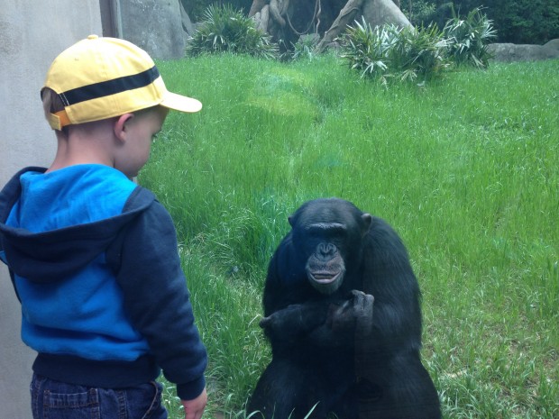 Chimp Communication